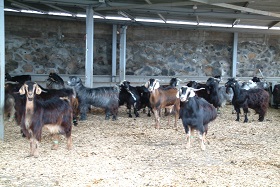 Curso Manejo del ganado caprino y ovino